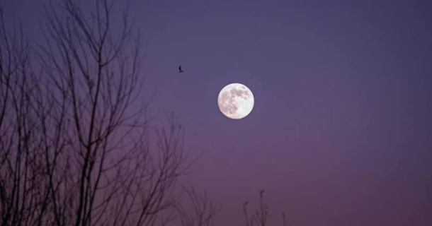 Moonlight Monologues